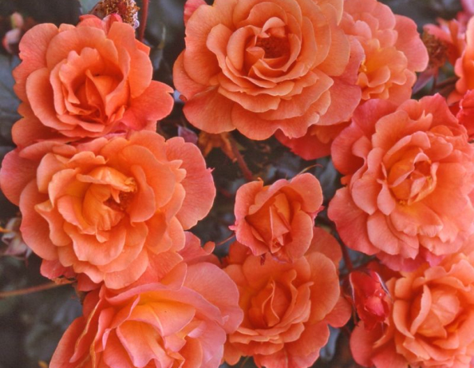 Ruža ´Westerland´