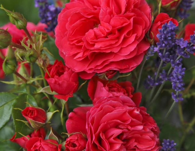 Ruža ´Cherry Girl´