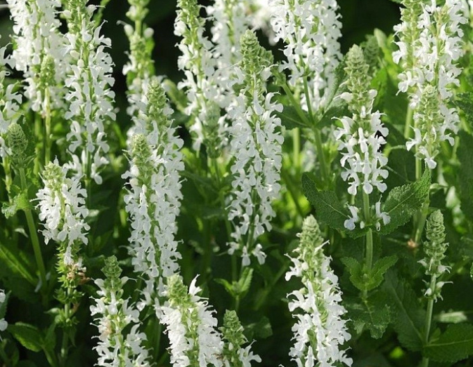 Šalvia hájna ´Schneehugel´