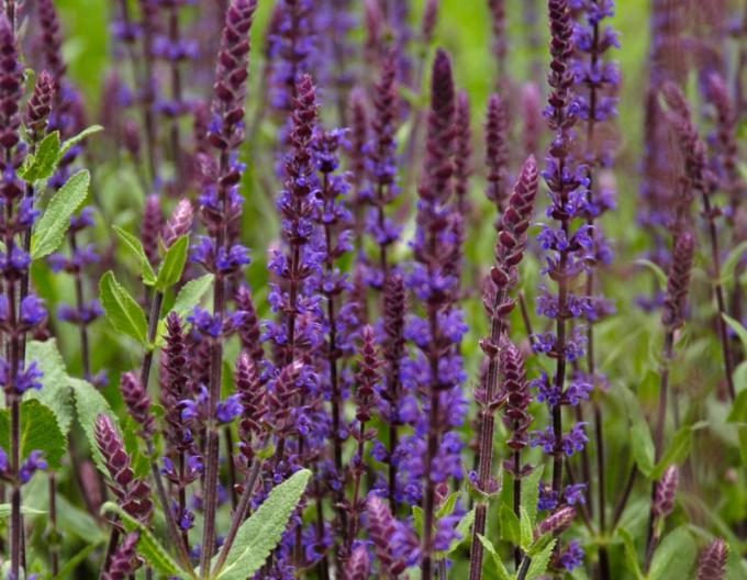 Šalvia hájna ´Caradonna´