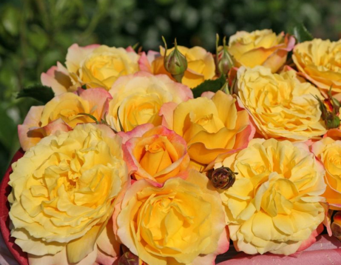 Ruža ´Rose der Hoffnung´