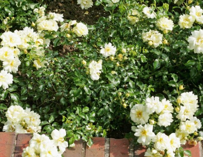 Ruža ´Sunny Rose´