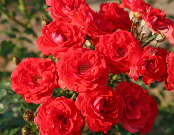 Ruža ´Zwergenfee 09´