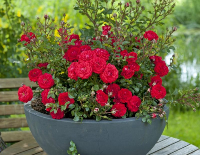 Ruža ´Zwergenfee 09´