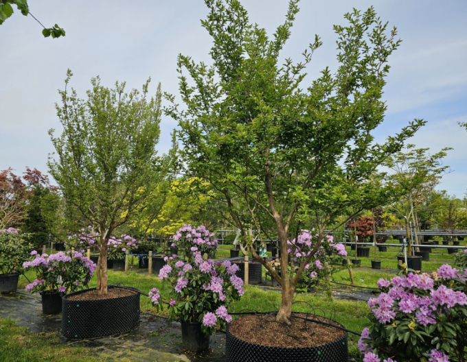 Stewartia kaméliovitá