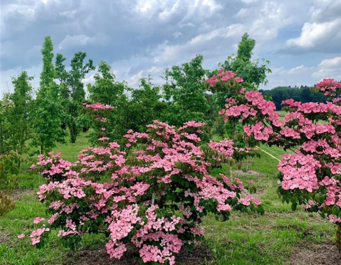 Drieň kousa (čínsky) ´Satomi´