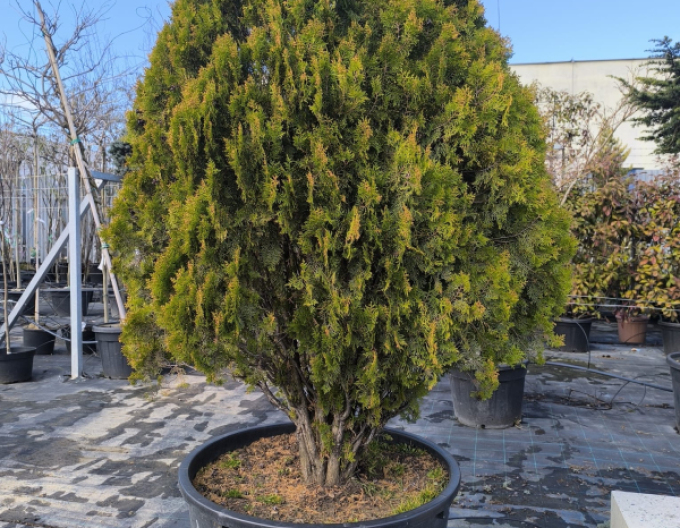 Tuja východná 200cm