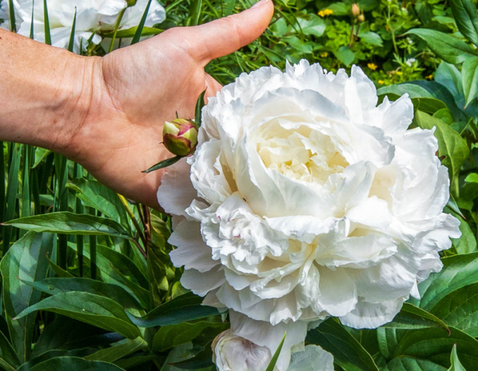 Pivonka čínska  ’Duchesse de Nemours’