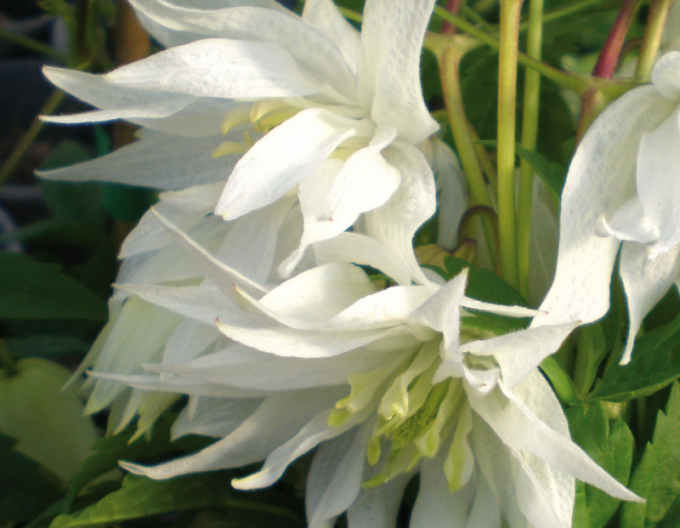 Plamienok  ‘Albina Plena´