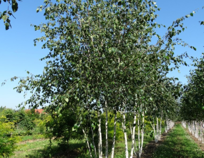 Breza himalájska ´JACQUEMONTII´   viackmeň  125/150cm