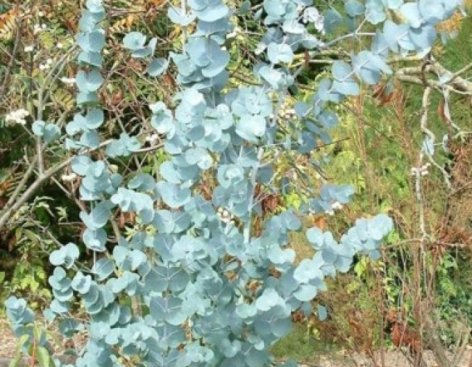 Eukalyptus ´Gunni´ 200 - 250cm