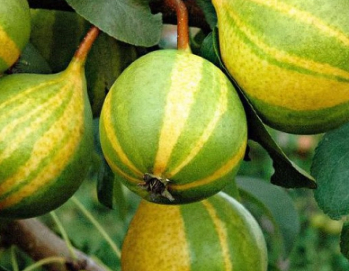 Hruška ´Schweizer Hose´ jesenná, podp. Hruška planá, kont. 5l