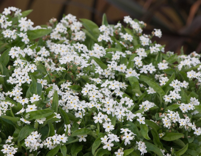 Nezábudka lesná ´Biela´