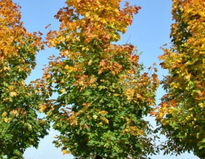 Javor mliečny ´Cleveland´