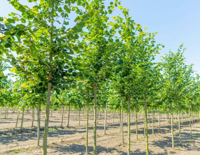 Lipa malolistá ´Rancho´