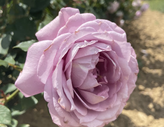 Ruža stromčeková ´INNOVA´