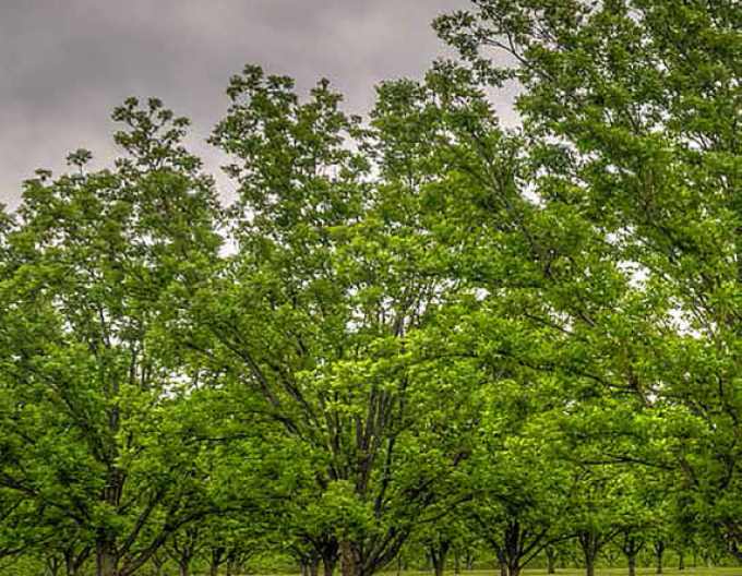 Pekanový orech, Hikória pekanová ´Choctaw´