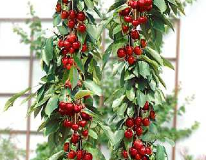 Čerešňa stĺpová ´Sylvia´