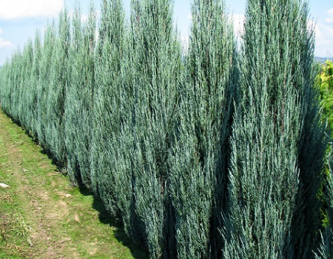 Borievka viržínska ‘Blue Arrow’