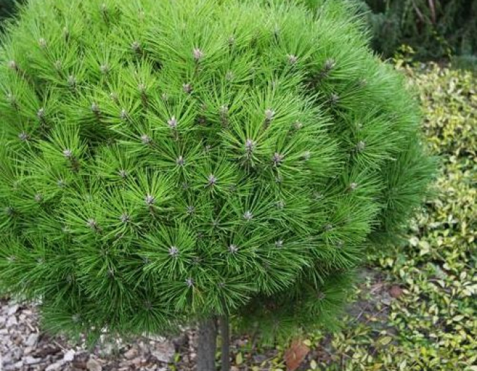 Borovica čierna ’ Bambino’ na kmienku