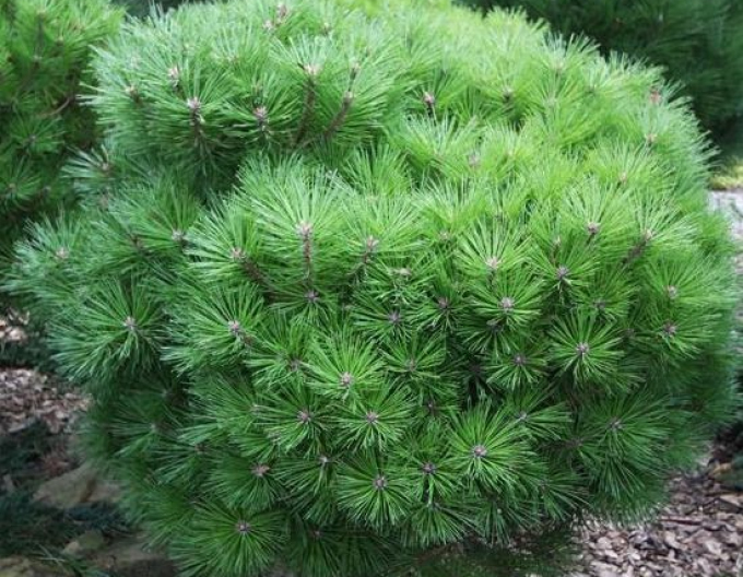 Borovica čierna ’ Bambino’ na kmienku