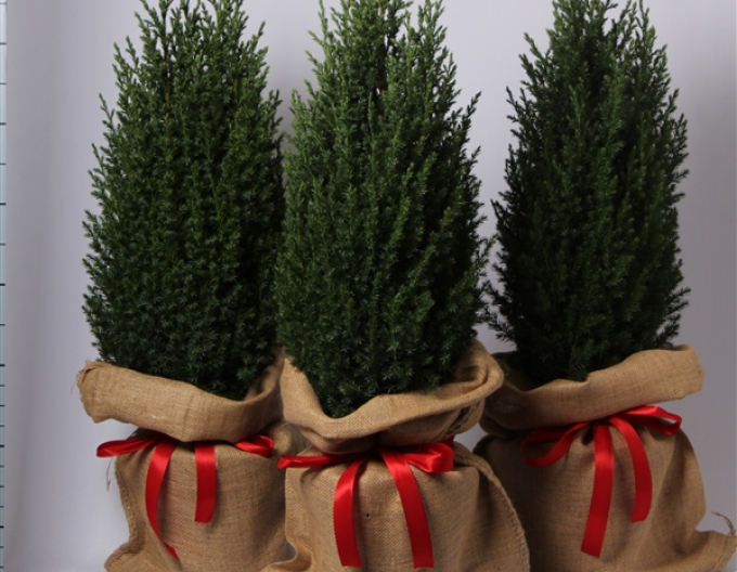 Borievka čínska ´Stricta´