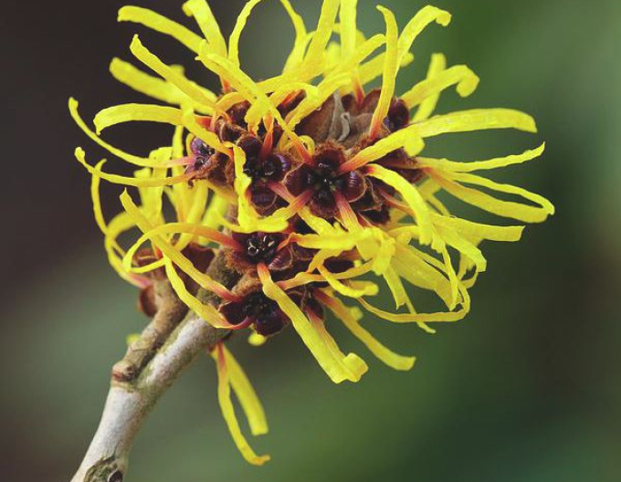 Hamamel prostredý ´Arnold Promise´