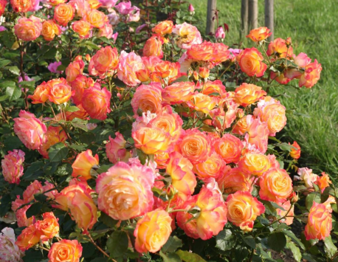 Ruža ´Gartenspass´