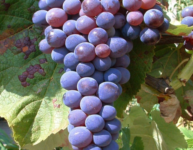 Vinič stolový ´Venus´