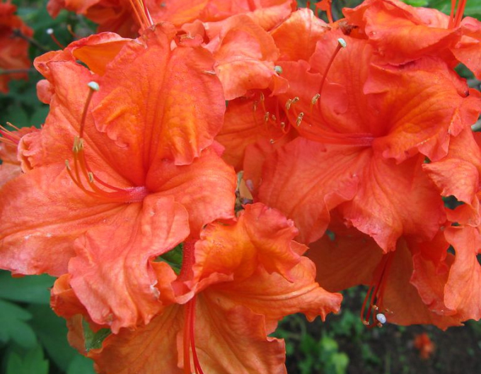 Azalka veľkokvetá ´Gibraltar´