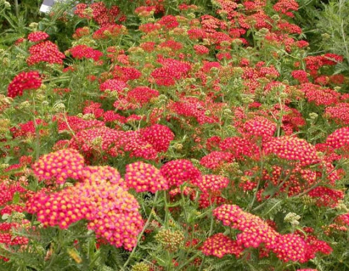 Rebríček obyčajný ´Paprika