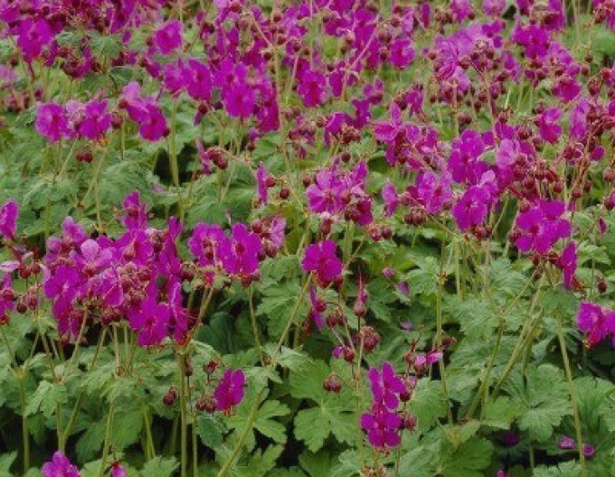 Pakosť podzemkatý ´Bevan´s Variety´