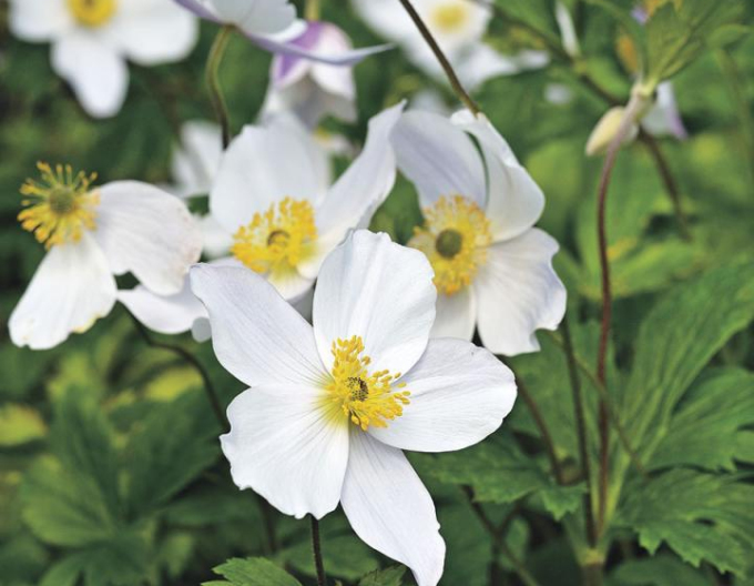 Veternica lesná ´Snow White´