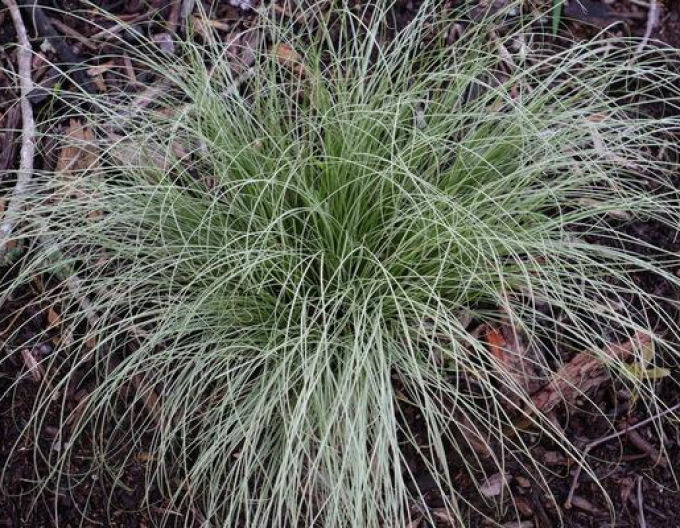 Ostrica ´Amzon Mist´