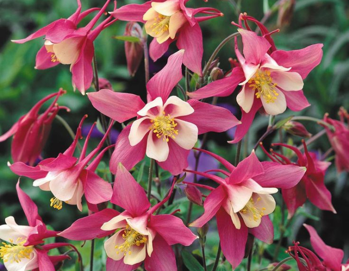 Orlíček spring magic ´Rose White´