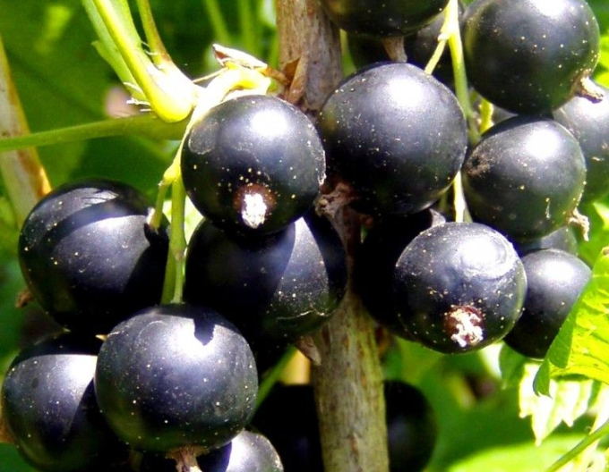 Ríbezľa čierna ´Ojebyn´ stromčeková, voľnok.