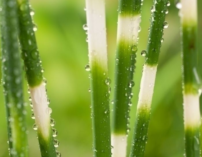 Škripina priečne pruhovaná ´Zebrinus´