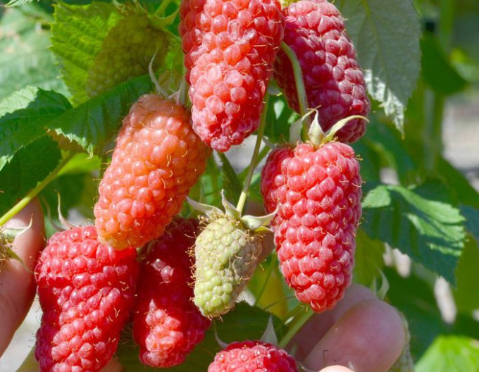 Malina ´Gordost Rosyi´ BEZTŔNNA VEĽKOPLODIACA