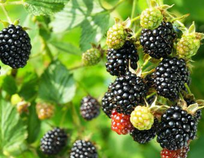 Černica ´Čačanska Bestrna´