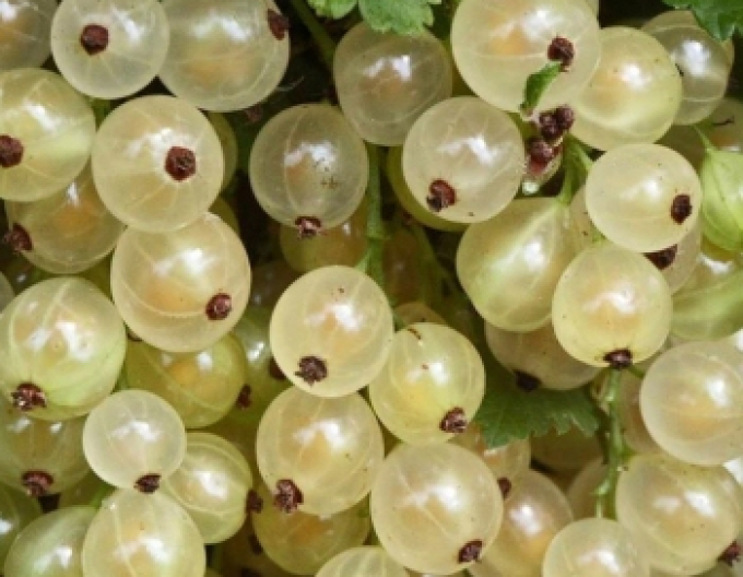 Ríbezľa biela ´Blanka’ KER