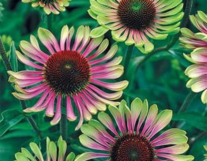 Echinacea ´Green Twister´