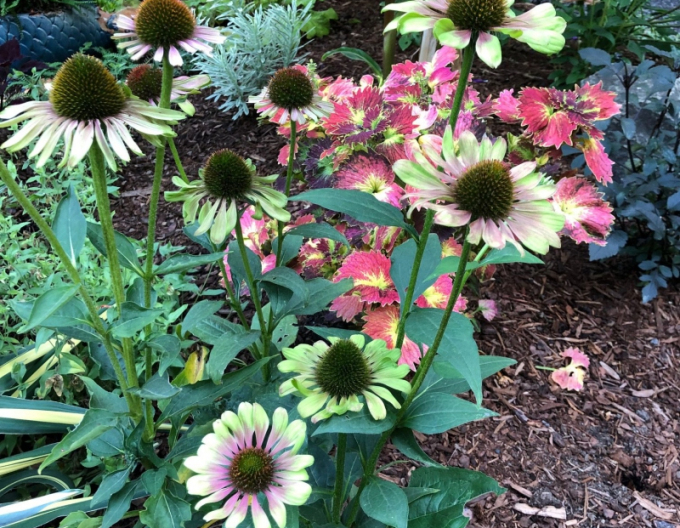 Echinacea ´Green Twister´