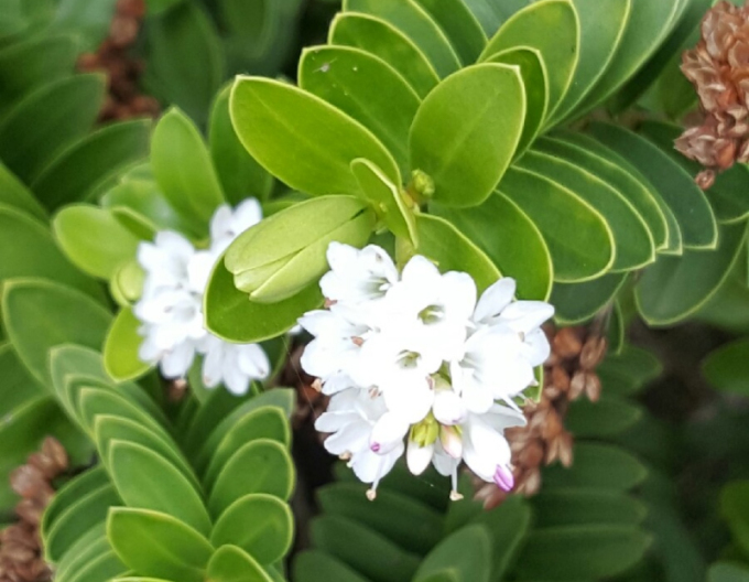 Hebe ´New Zeland Gold´