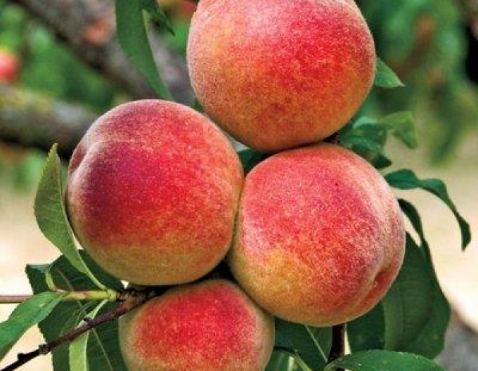 Broskyňa ´Elberta´ neskorá, podp. GF677, voľnok.