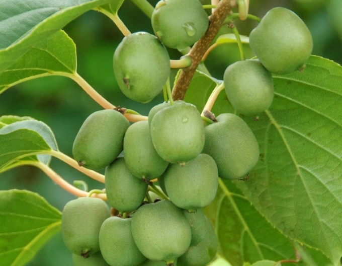 Mini kiwi samoopelivé ´Japsai´