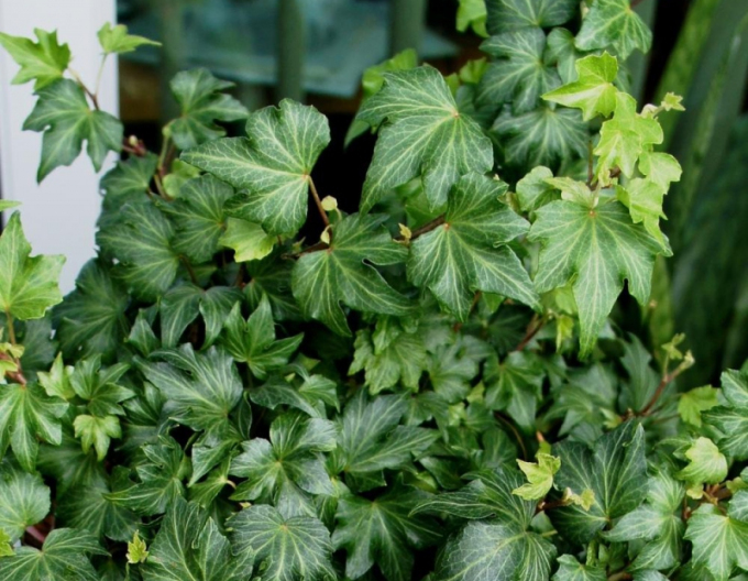 Brečtan popínavý ´Green Ripple´