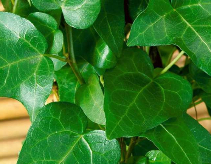 Brečtan popínavý ´Mein Hertz´