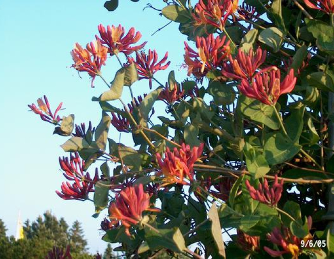 Zemolez heckrotii ´American Beauty´