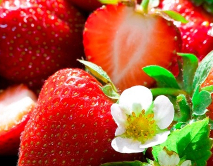 Jahoda ´Anabel´ stálorodiaca odroda