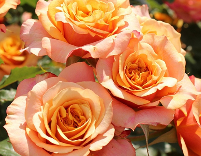 Ruža ´La Villa Cotta´